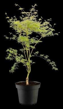 Acer palmatum 'Emerald Lace' arbuste 80-100 cm