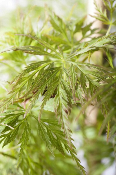 Acer palmatum 'Emerald Lace' arbuste 125-150 cm