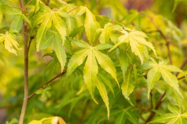Acer palmatum 'Katsura' arbuste 100-125 cm