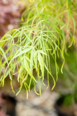 Acer palmatum 'Koto-no-ito' arbuste 60-80 cm