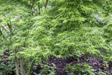 Acer palmatum 'Koto-no-ito' arbuste 60-80 cm