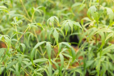 Acer palmatum 'Koto-no-ito' arbuste 60-80 cm