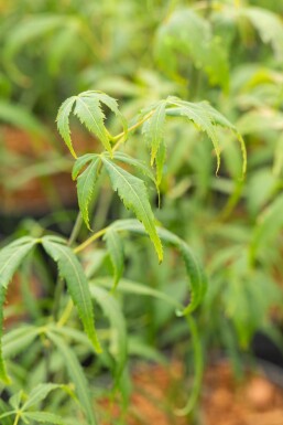 Acer palmatum 'Koto-no-ito' arbuste 125-150 cm