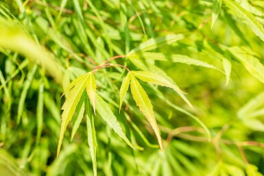 Acer palmatum 'Koto-no-ito' arbuste 125-150 cm
