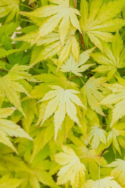 Acer palmatum 'Orange Dream' arbuste 80-100 cm