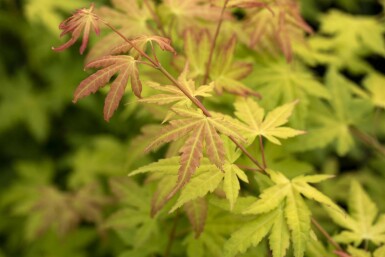 Acer palmatum 'Orange Dream' arbuste 100-125 cm