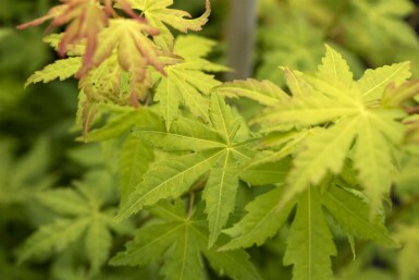 Acer palmatum 'Orange Dream' arbuste 125-150 cm