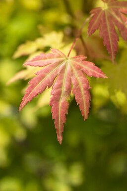 Acer palmatum 'Orange Dream' arbuste 150-175 cm
