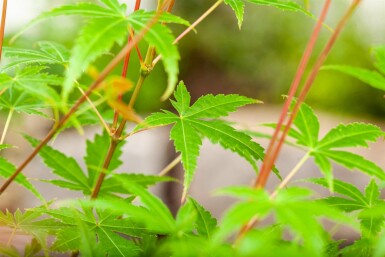 Acer palmatum 'Phoenix' arbuste 80-100 cm