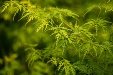 Acer palmatum 'Seiryu' arbuste 125-150 cm