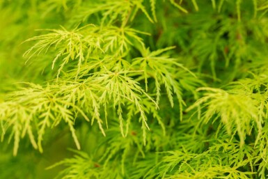 Acer palmatum 'Seiryu' arbuste 160-180 cm