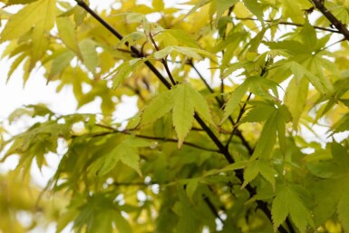 Acer palmatum 'Summer Gold' arbuste 80-100 cm