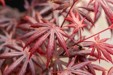 Acer palmatum 'Trompenburg' arbuste 40-50 cm