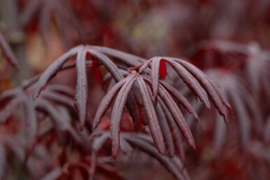 Acer palmatum 'Trompenburg' arbuste 40-50 cm