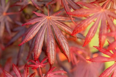 Acer palmatum 'Trompenburg' arbuste 40-60 cm