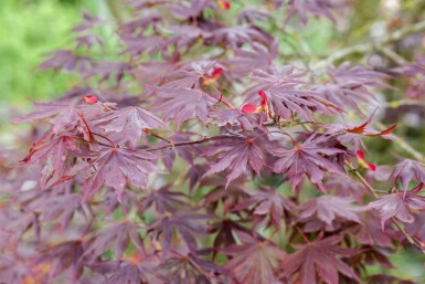 Acer palmatum 'Trompenburg' arbuste 60-80 cm