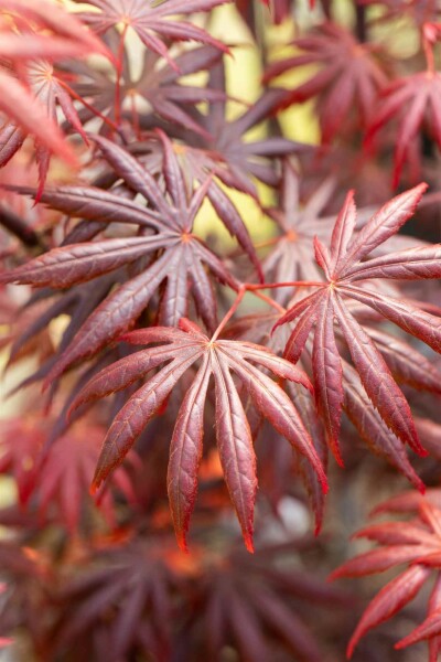 Acer palmatum 'Trompenburg' arbuste 150-175 cm
