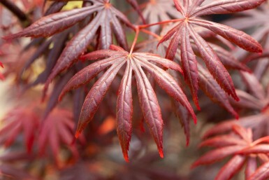 Acer palmatum 'Trompenburg' arbuste 150-175 cm