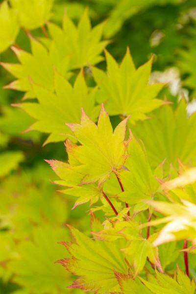 Acer shirasawanum 'Aureum' arbuste 30-40 cm