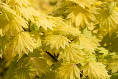 Acer shirasawanum 'Aureum' arbuste 30-40 cm