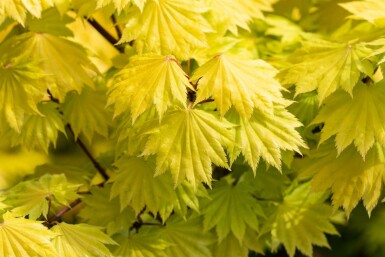 Acer shirasawanum 'Aureum' arbuste 30-40 cm