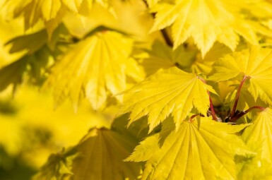 Acer shirasawanum 'Aureum' arbuste 100-125 cm
