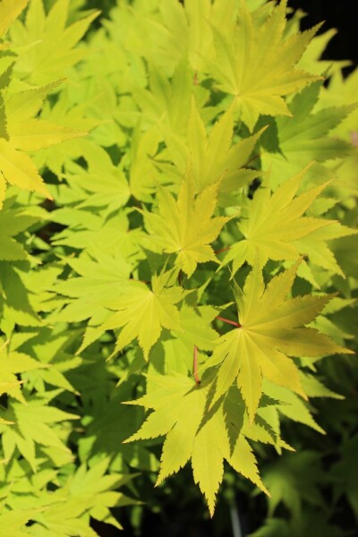 Acer shirasawanum 'Jordan' arbuste 50-60 cm