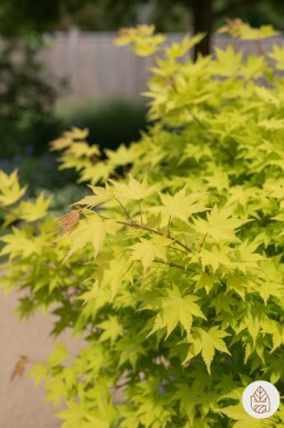 Acer shirasawanum 'Jordan' arbuste 125-150 cm