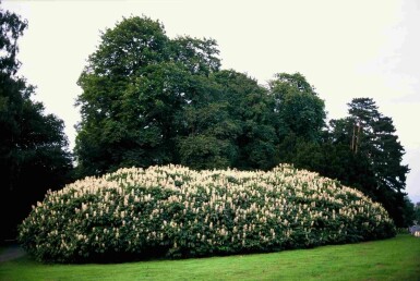 Aesculus parviflora arbuste 50-60 cm