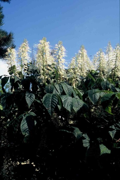 Aesculus parviflora arbuste 80-100 cm