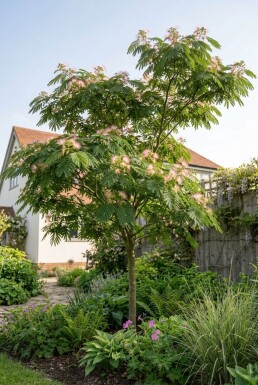 Albizia julibrissin tuteuré 150-175 cm