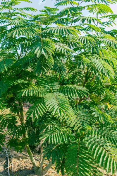 Albizia julibrissin arbuste 60-80 cm