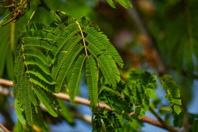 Albizia julibrissin 'Ombrella' arbuste 175-200 cm