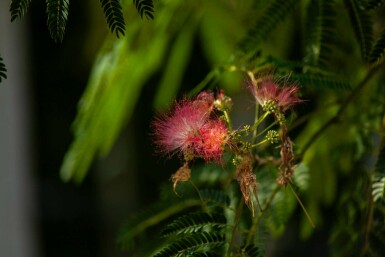 Albizia julibrissin 'Ombrella' arbuste 175-200 cm