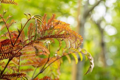 Albizia julibrissin 'Summer Chocolate' arbuste 30-40 cm