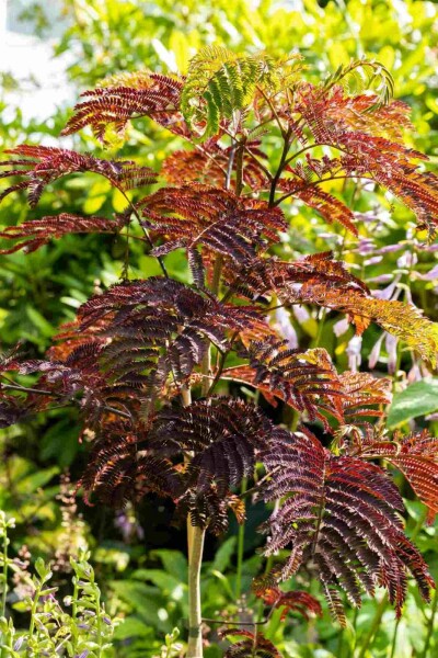 Albizia julibrissin 'Summer Chocolate' arbuste 60-80 cm