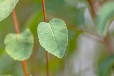 Amelanchier alnifolia 'Obelisk' arbuste 40-50 cm