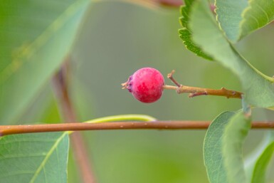 Amelanchier alnifolia 'Obelisk' arbuste 40-50 cm