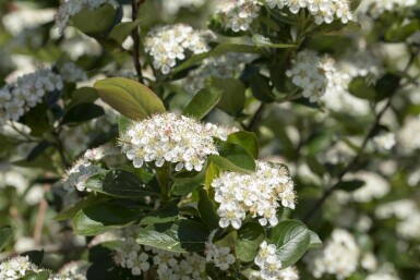 Aronia prunifolia 'Viking' arbuste 60-80 cm