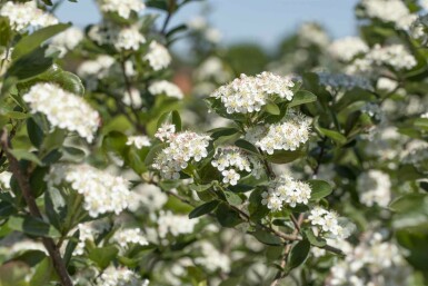 Aronia prunifolia 'Viking' arbuste 60-80 cm