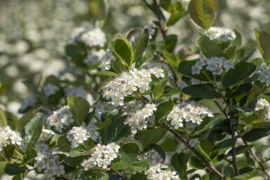 Aronia prunifolia 'Viking' arbuste 80-100 cm