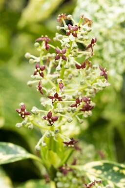 Aucuba japonica 'Crotonifolia' arbuste 60-80 cm