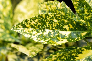 Aucuba japonica 'Crotonifolia' arbuste 80-100 cm