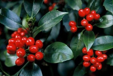 Aucuba japonica 'Rozannie' arbuste 80-100 cm