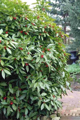 Aucuba japonica 'Variegata' arbuste 25-35 cm