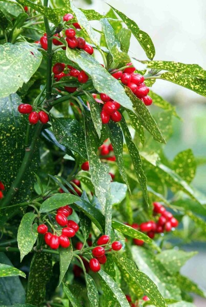 Aucuba japonica 'Variegata' arbuste 50-60 cm