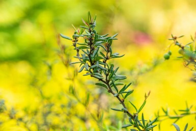 Berberis stenophylla arbuste 60-80 cm