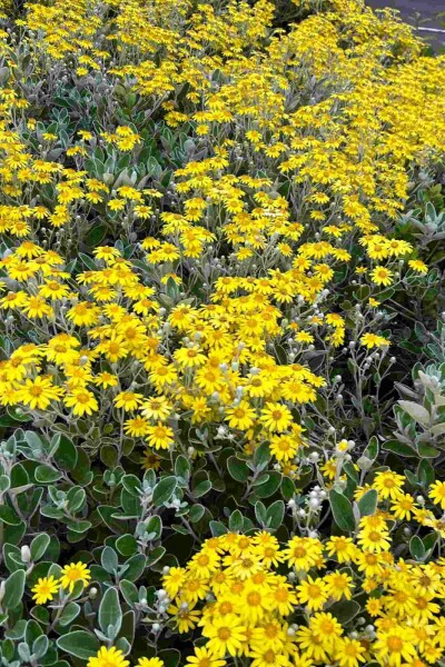 Brachyglottis 'Sunshine' arbuste 40-60 cm