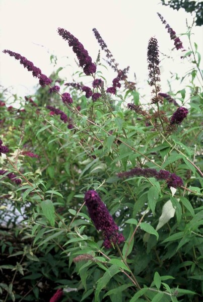 Buddleja davidii 'Black Knight' arbuste 60-80 cm