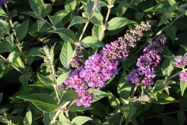 Buddleja davidii 'Blue Chip' arbuste 40-60 cm